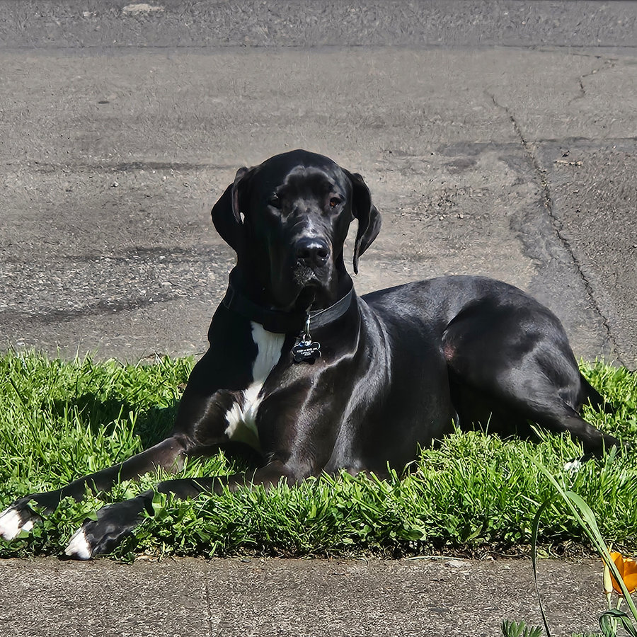 Taters, Great Dane