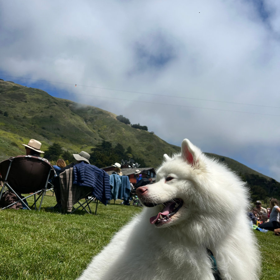 Nova, Samoyed