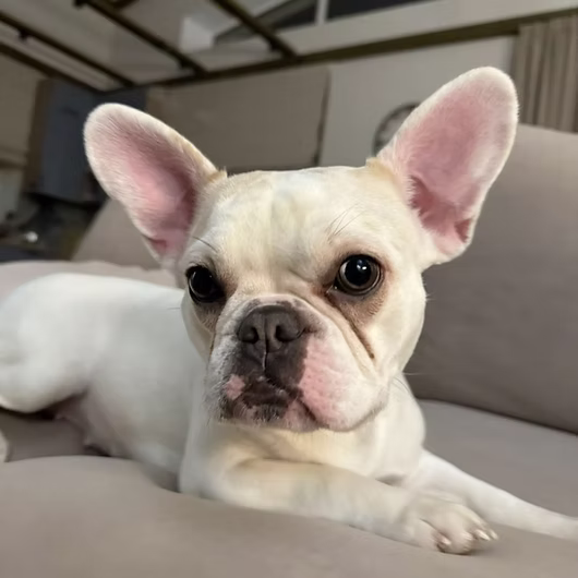 Blanche, French Bulldog