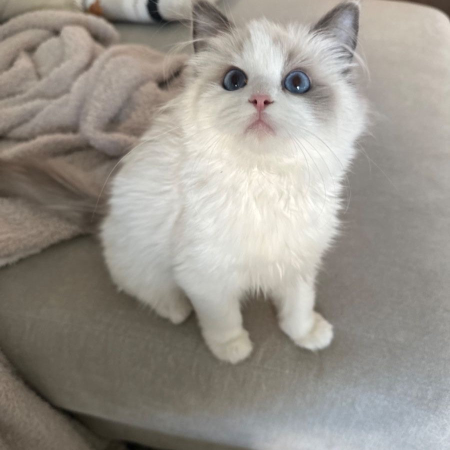 Adam, Ragdoll