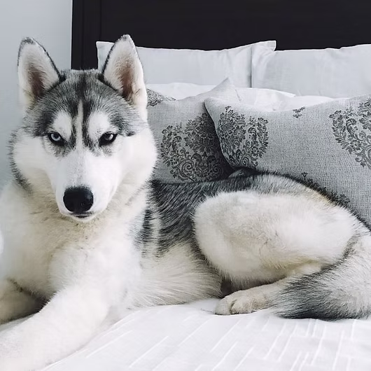 Sasha, Siberian Husky
