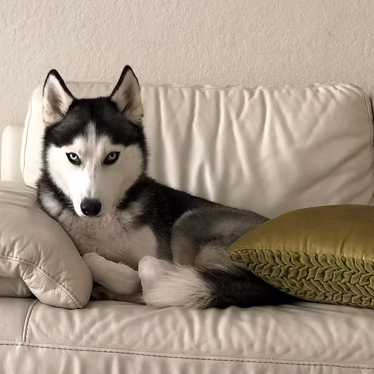 Shadow, Siberian Husky