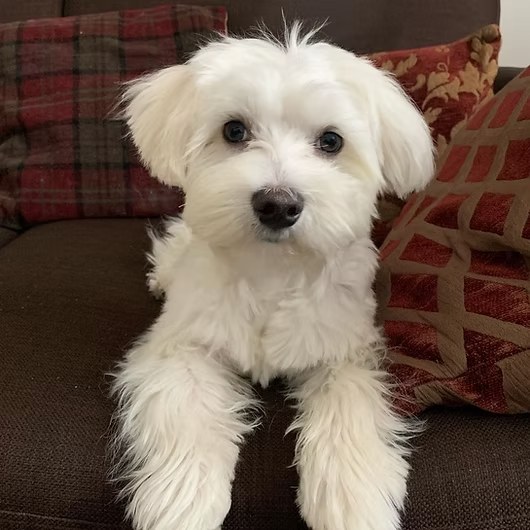 Biscuit, Maltipoo