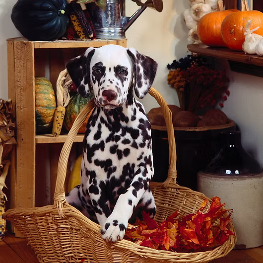 Domino, Dalmatian