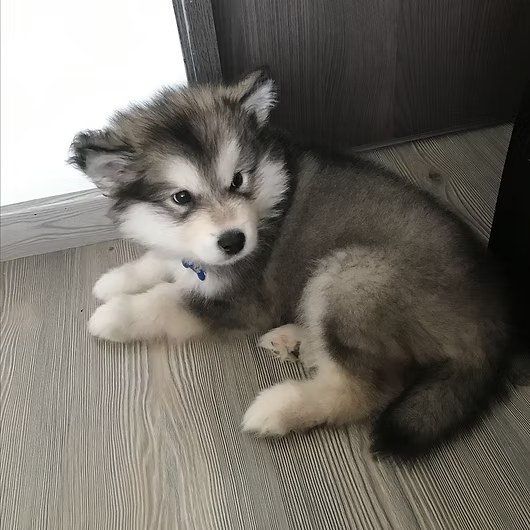 Yuki, Alaskan Malamute
