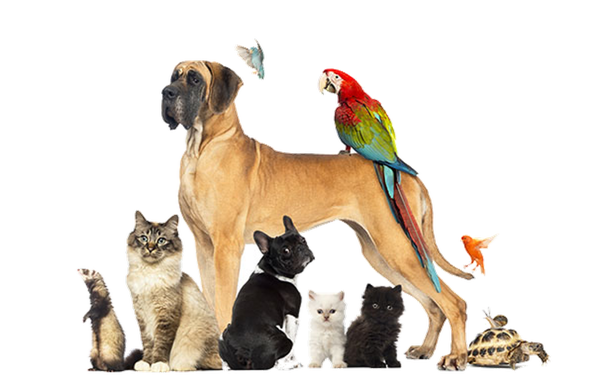 Group of pets — dog, cats, kitten, parrot, ferret, tortoise and birds together