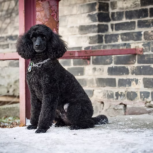 Noir, Standard Poodle