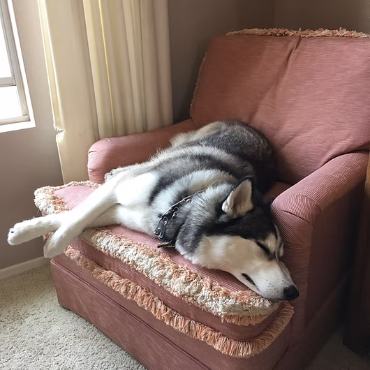 Koda, Alaskan Malamute
