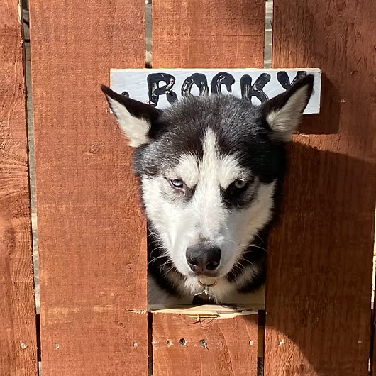 Rocky, Siberian Husky