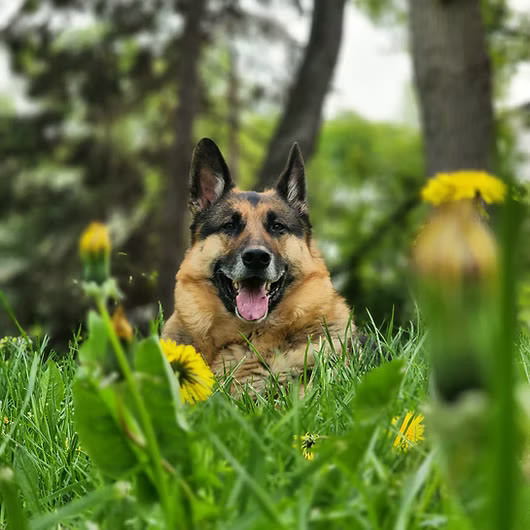 Ranger, German Shepherd
