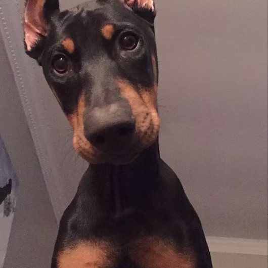 Onyx, Doberman Pinscher