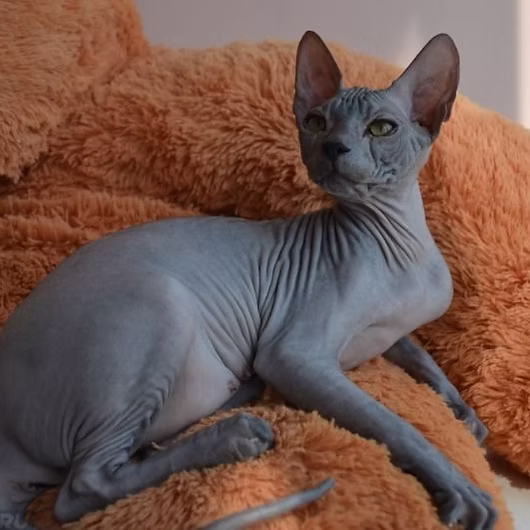 Sphinx, Sphynx