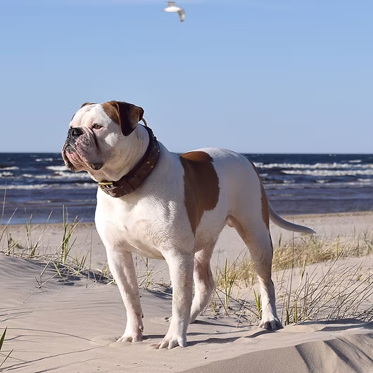 Boone, American Bulldog