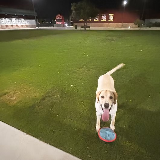 Sunny, Labrador Retriever