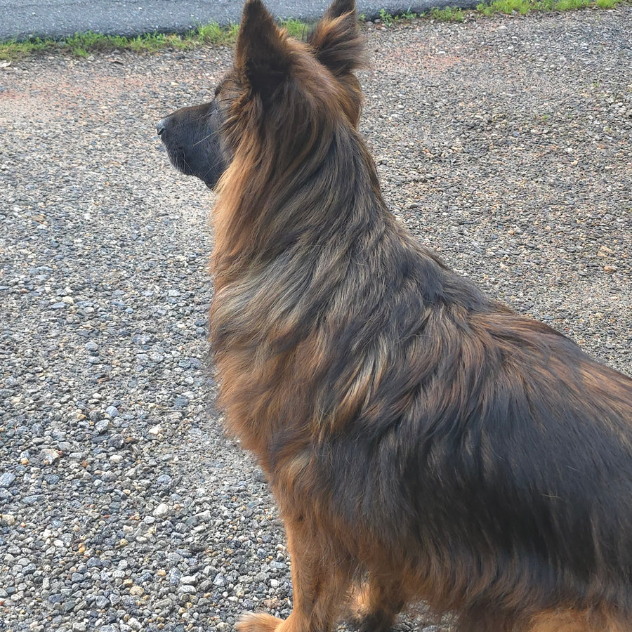Freyja, German Shepherd