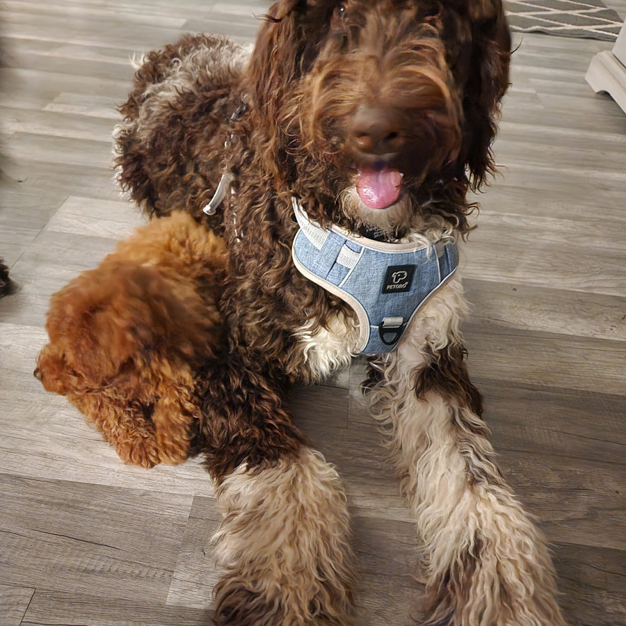 Dexter, Labradoodle