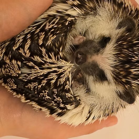 Quill, African Pygmy Hedgehog