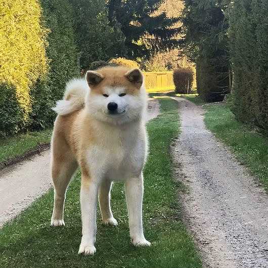 Kenji, Akita Inu