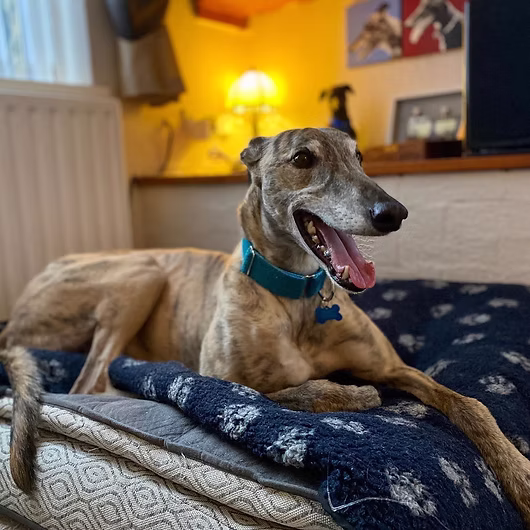 Dash, Greyhound