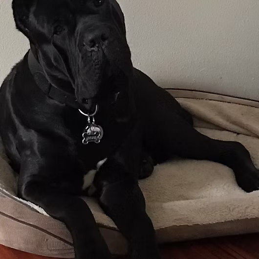 Bear, Cane Corso