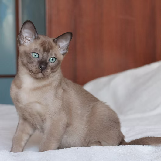 Mika, Tonkinese