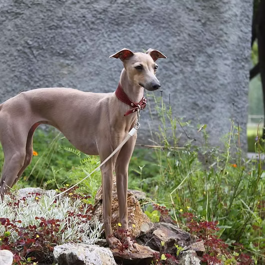 Pixie, Italian Greyhound