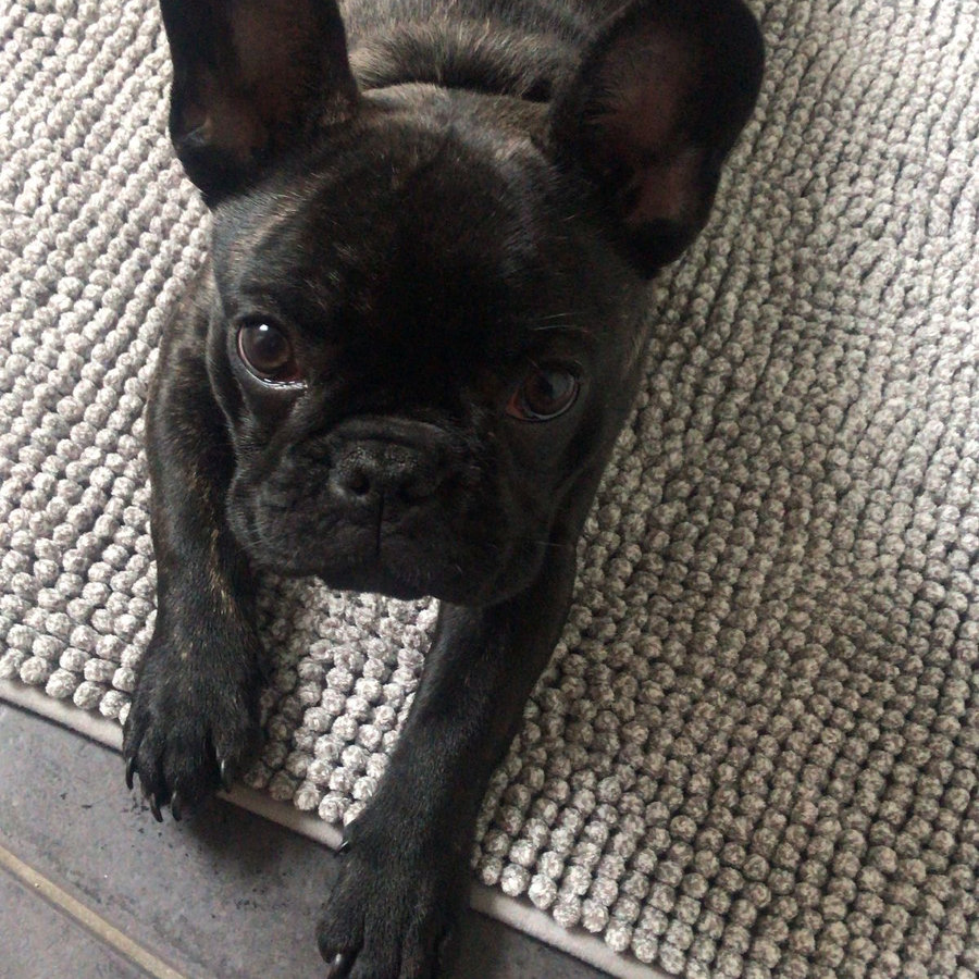 Logan, French Bulldog