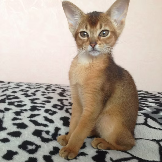 Amara, Abyssinian