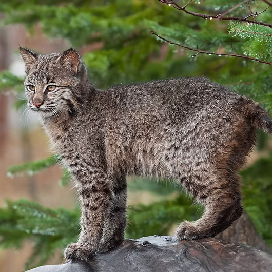 Bobbi, Highland Lynx