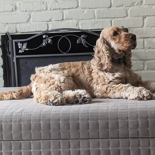 Bruno, American Cocker Spaniel